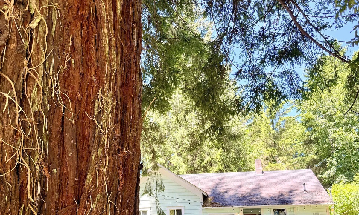 Arcata House | Flower House - Pet Friendly - Redwood Forest Nearby