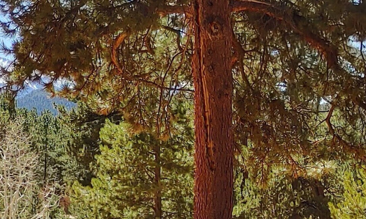 Woodland Park Cabin | Horses and Walking Trails Right Outside Your Door!