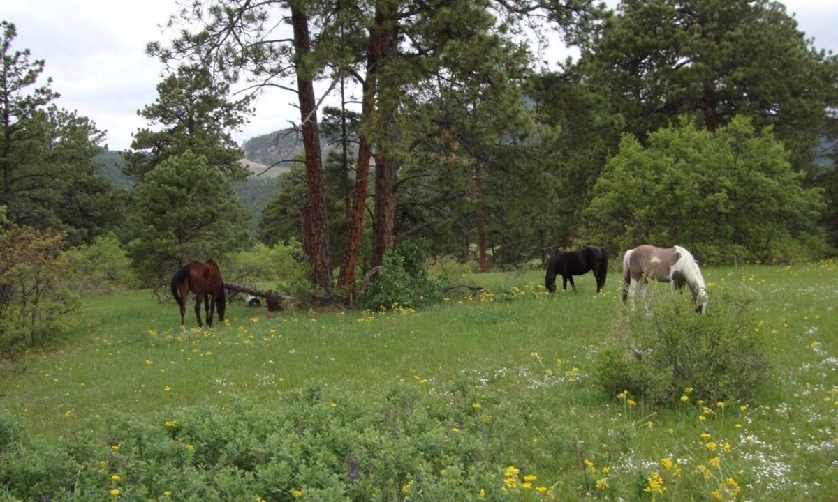 Littleton House | Private paradise on Alpaca Farm. A Colorado dream close to Denver.