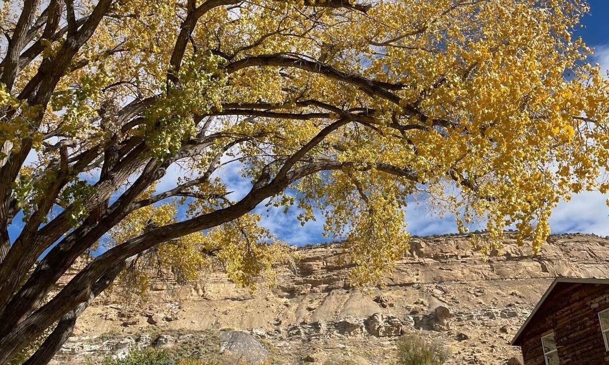 Palisade House | The Homestead