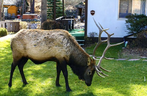 Estes Park Condo | Beautiful Two Person Suite on the Banks of Fall River