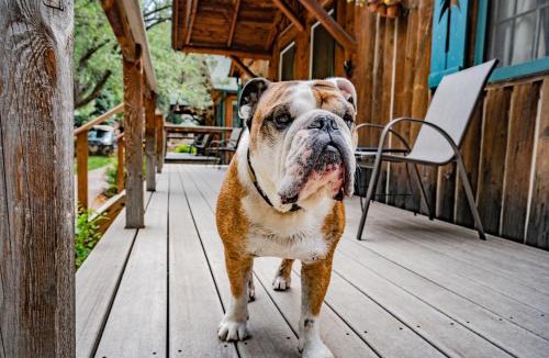 Evergreen Cabin | Colorado Bear Creek Cabins