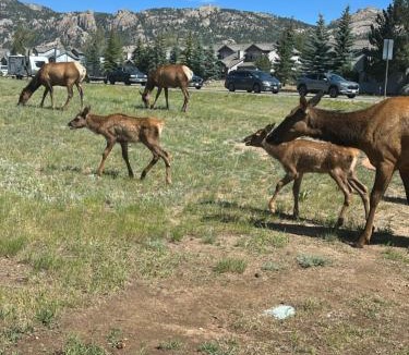 Estes Park Hotel | Columbine Inn