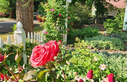 Paonia House | Lovely Victorian house in Paonia: walk to town, the park, and the river.
