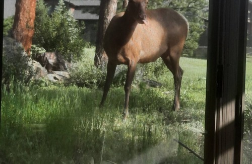 Estes Park House | Mid-Term Rental ~30 Days Peaceful Private Home on 3/4 acre. Pines-Wildlife-Views
