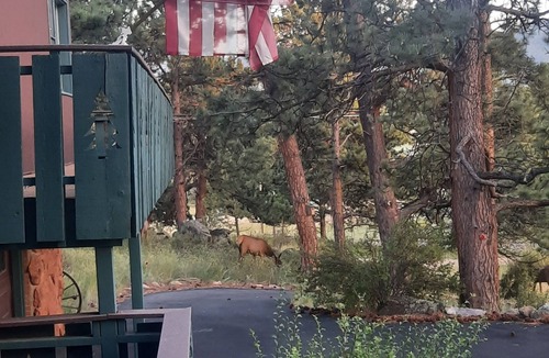 Estes Park House | Mid-Term Rental ~30 Days Peaceful Private Home on 3/4 acre. Pines-Wildlife-Views