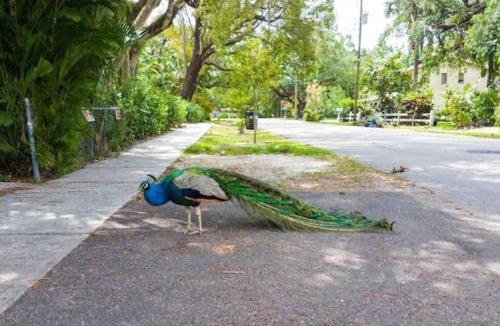 River Oaks House | Peacock Villa 2 by Dream Vacation