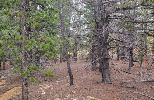 Black Hawk RV Rental | Quiet, Rural, Colorado Mountains Campground