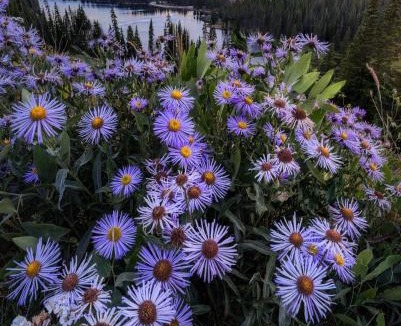 Mount Crested Butte House | THE DROP IN the edge of adventure