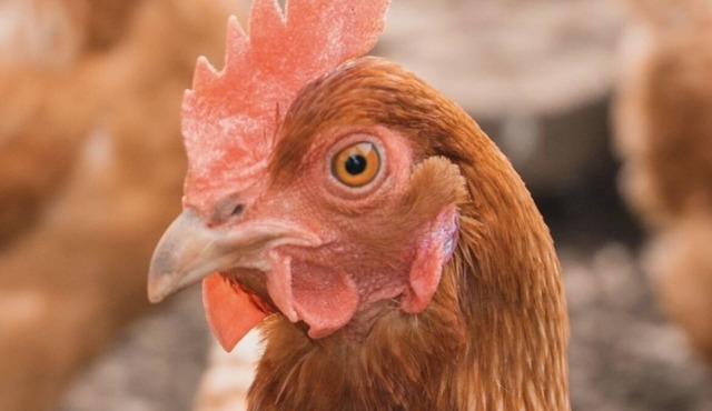 Brand New Listing ! Loveland Bear Chicken house, organic eggs daily remodeled