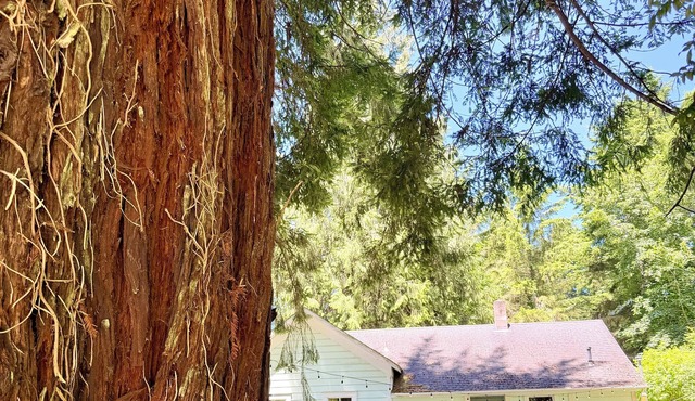 Flower House - Pet Friendly - Redwood Forest Nearby