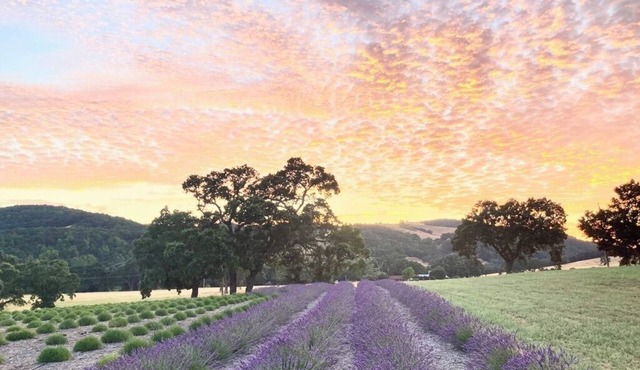 Lavender Farm Retreat with Hot Tub, sleeps 4