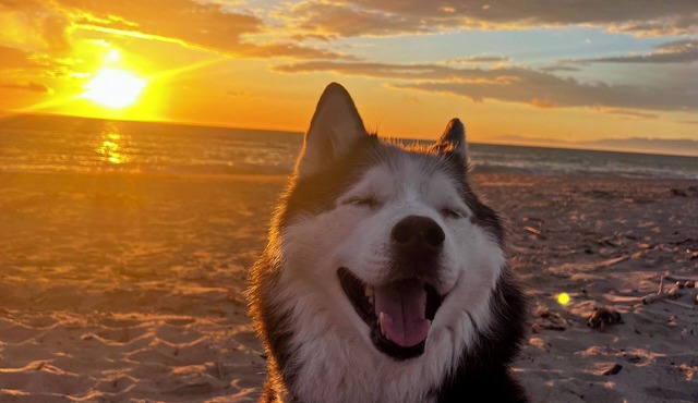 Modern beach house pet friendly