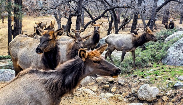 Mountain Vacation Surrounded By Wildlife In The Tall Pines and Resort Area