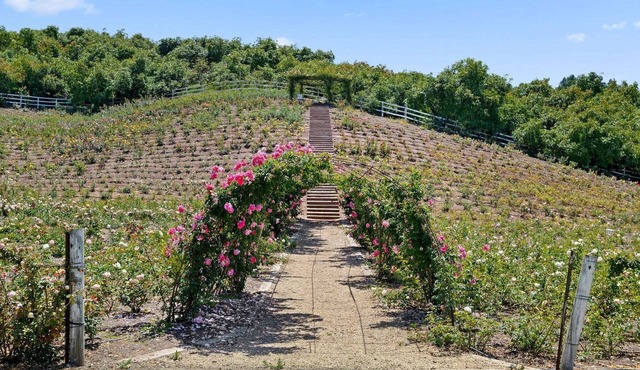 Rosebud - Blooming Rose Farm