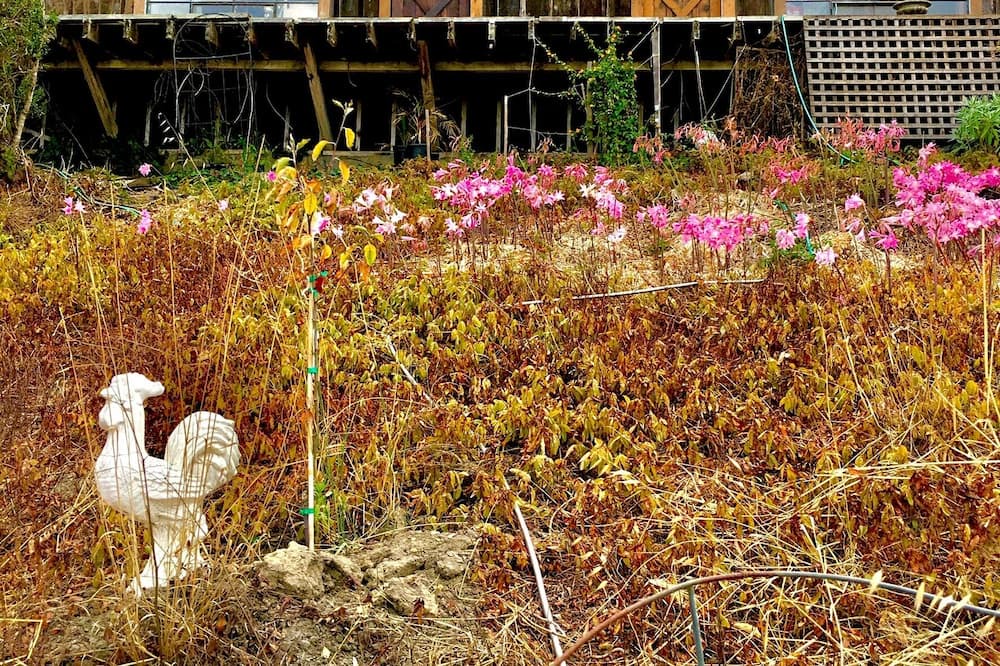 Photo of Outdoor in Pescadero