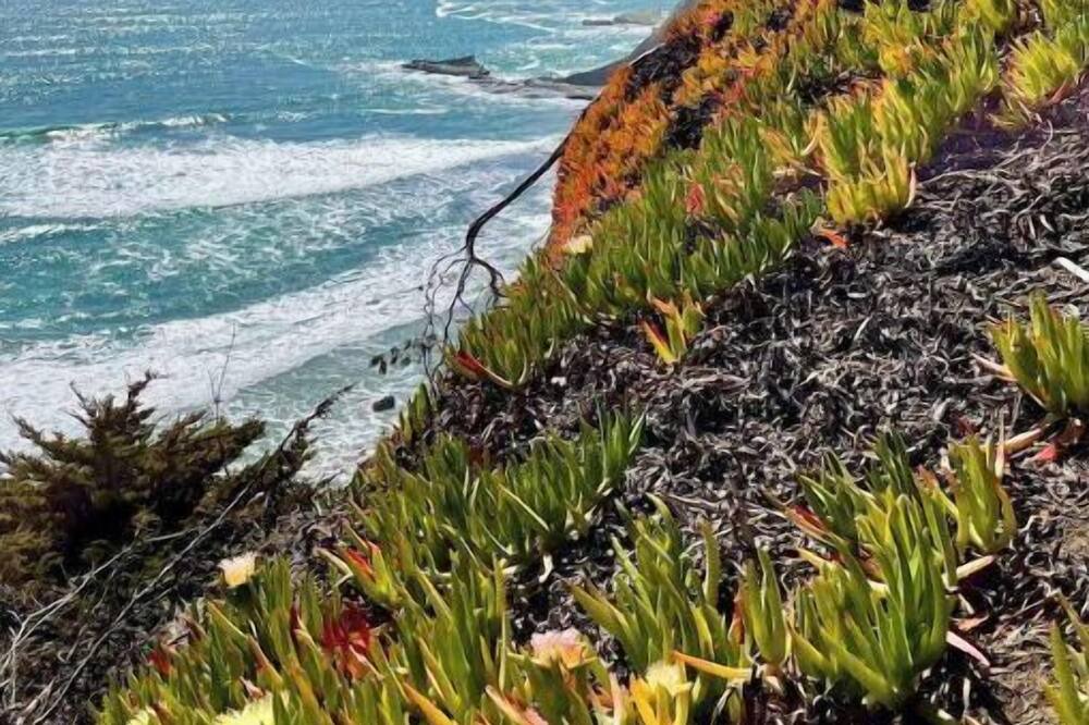 Photo of Others in Half Moon Bay