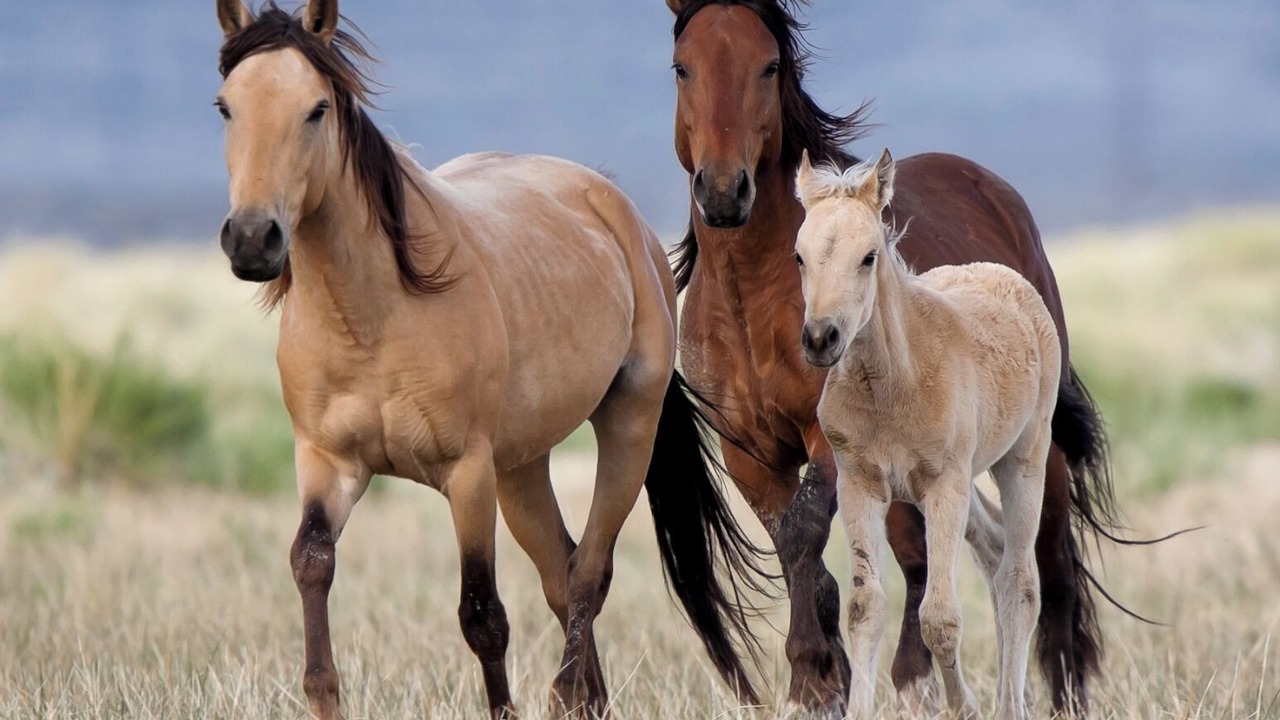 Photo of Others in Mount Charleston
