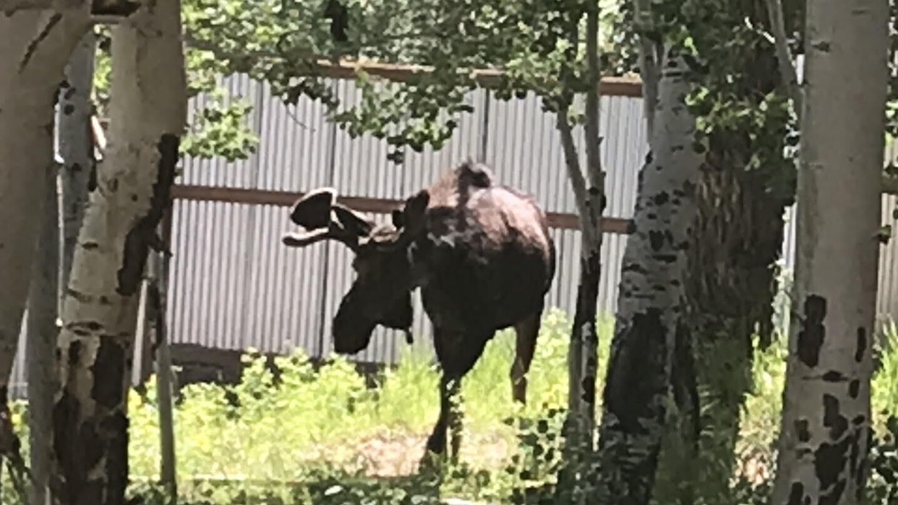 Photo of Outdoor in Salida