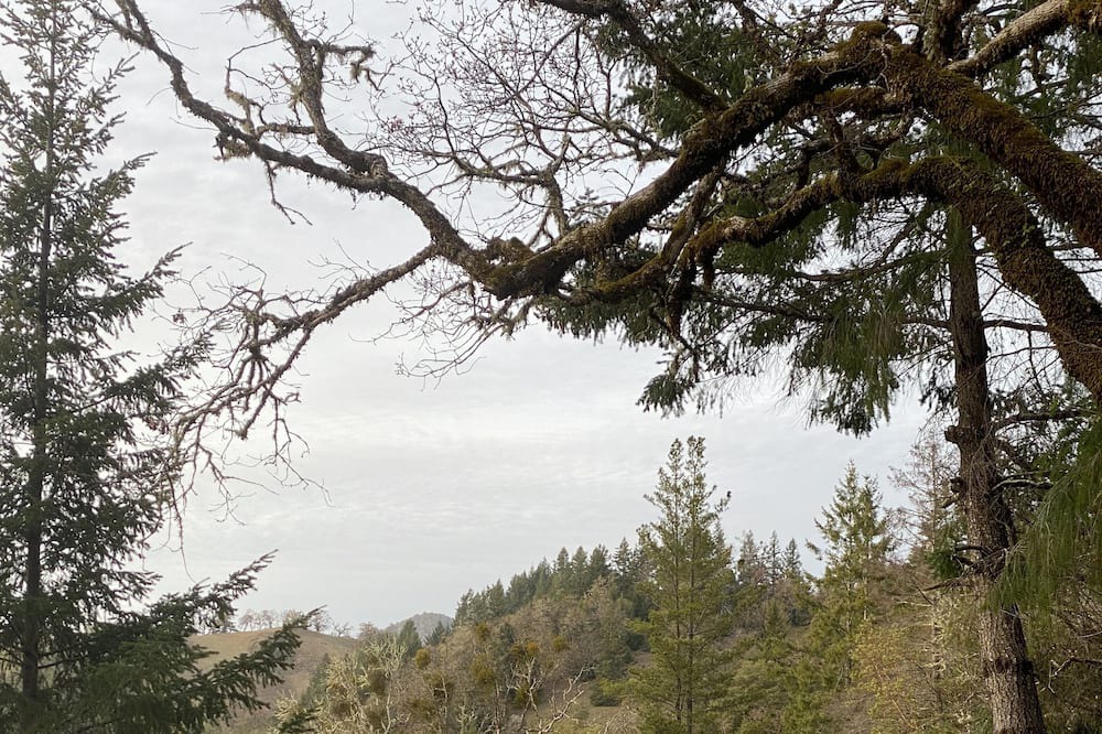 Photo of Outdoor in Garberville