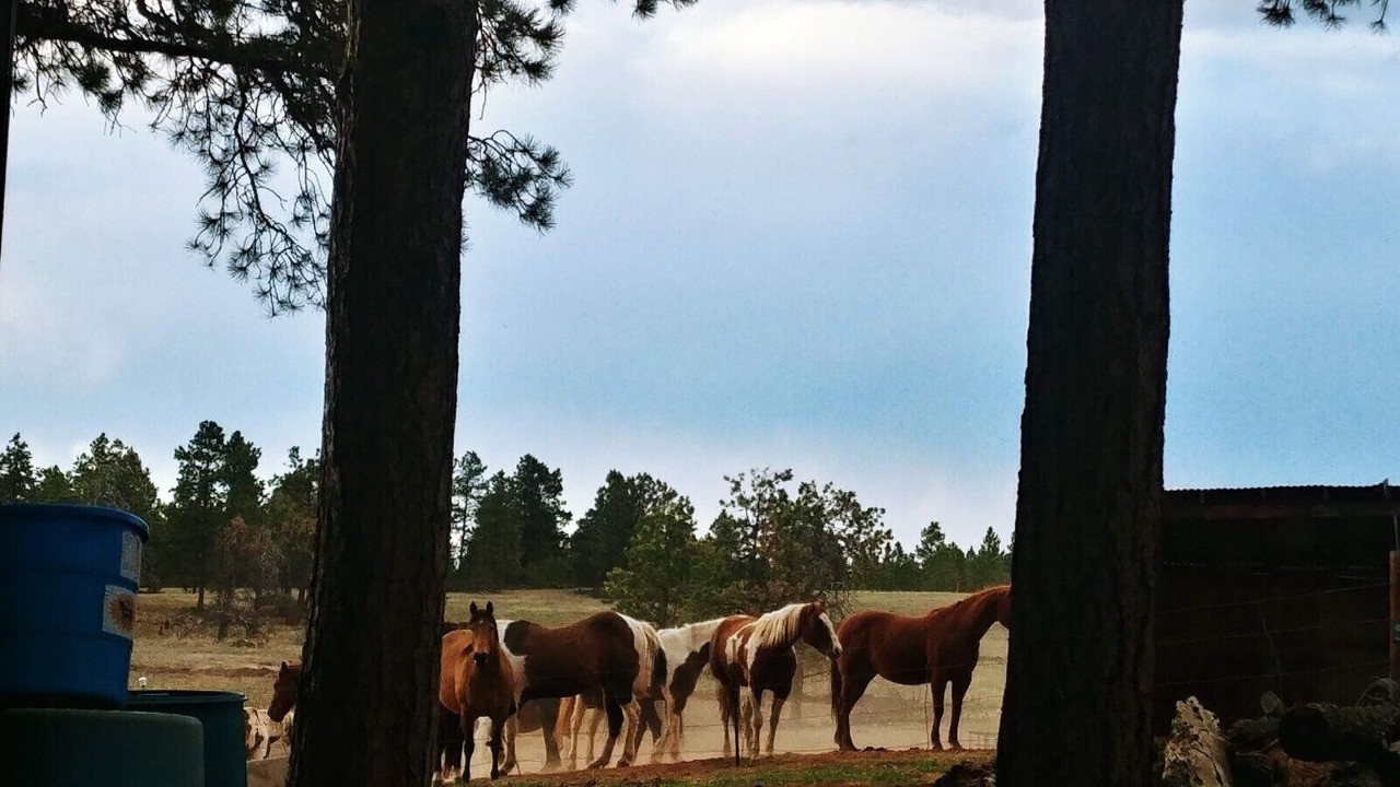 Photo of Others in Woodland Park