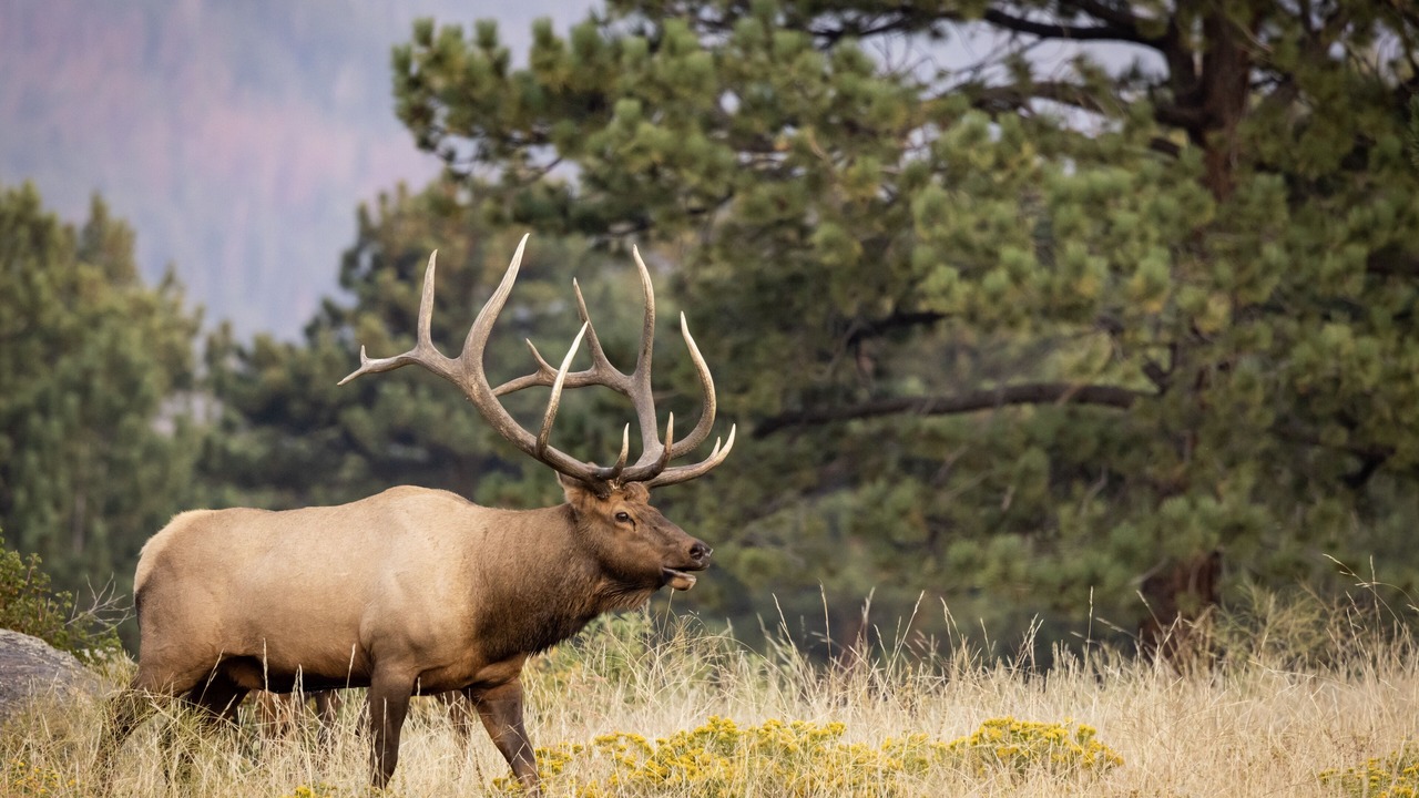 Photo of Others in Estes Park