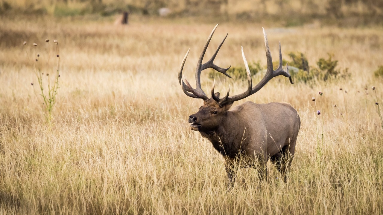 Photo of Others in Estes Park