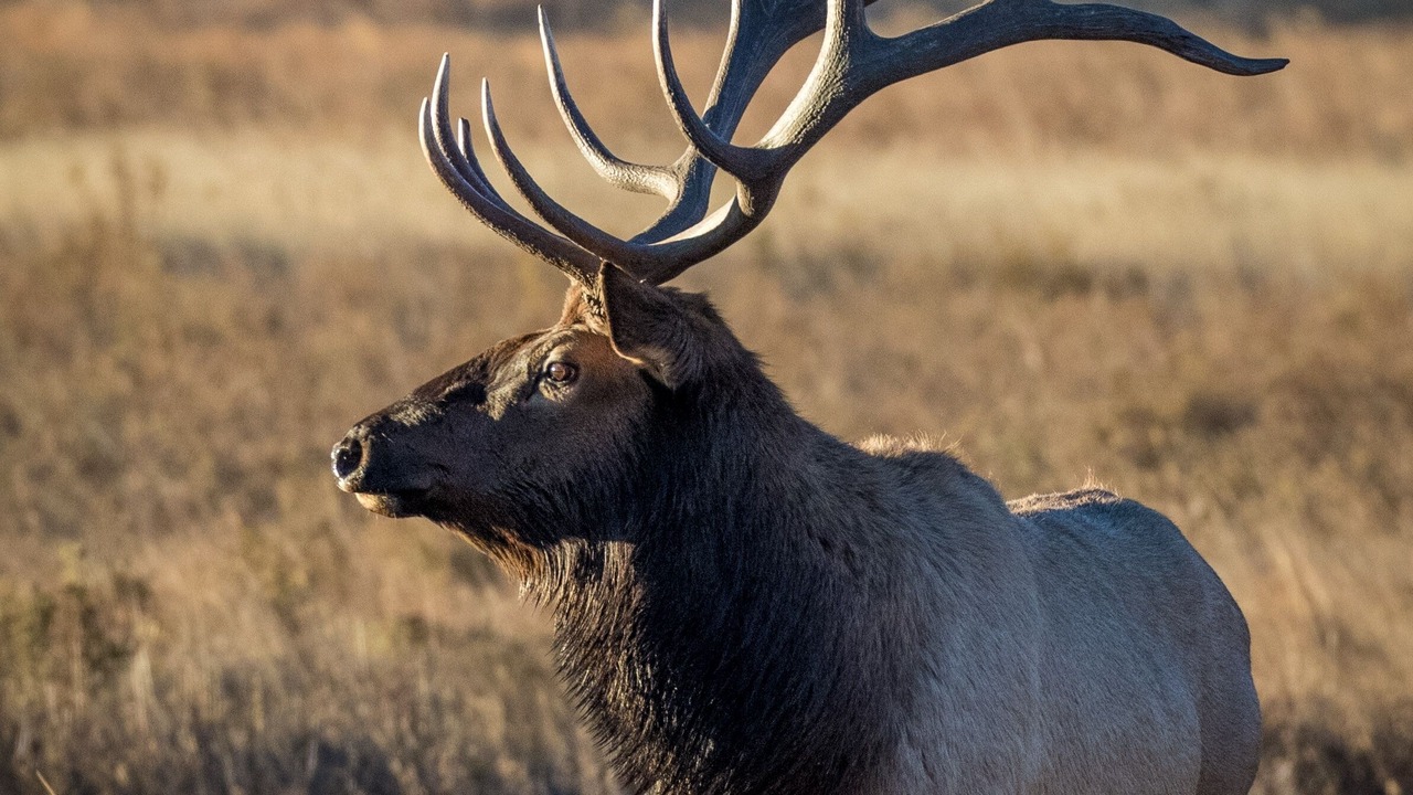Photo of Others in Estes Park
