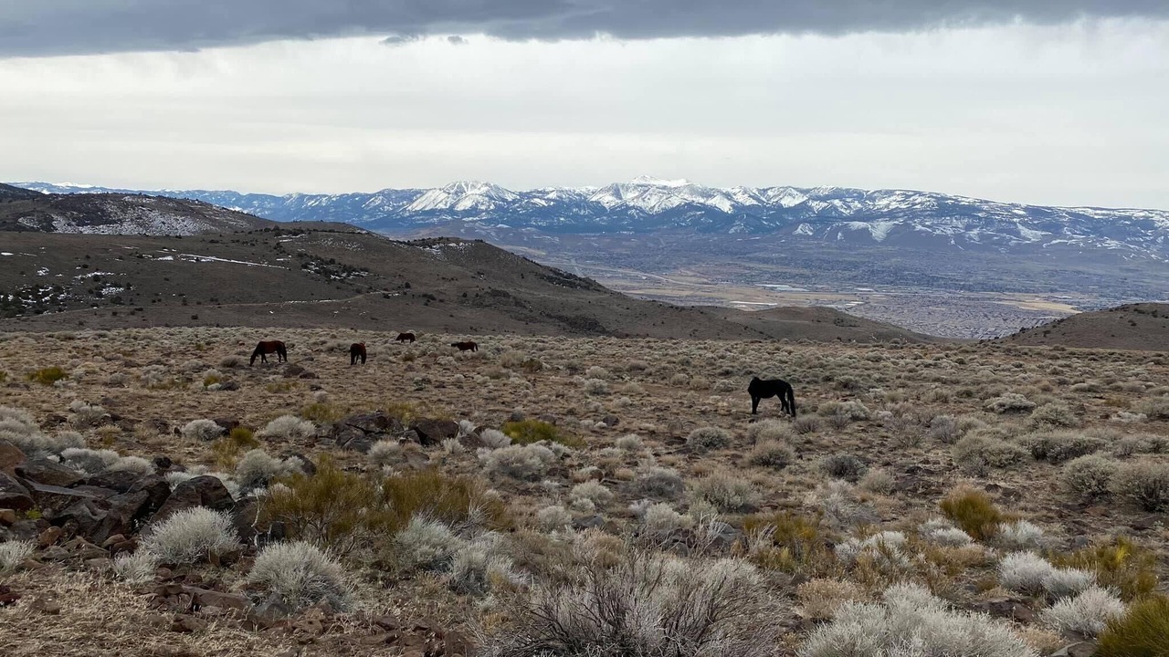 Photo of Others in Reno