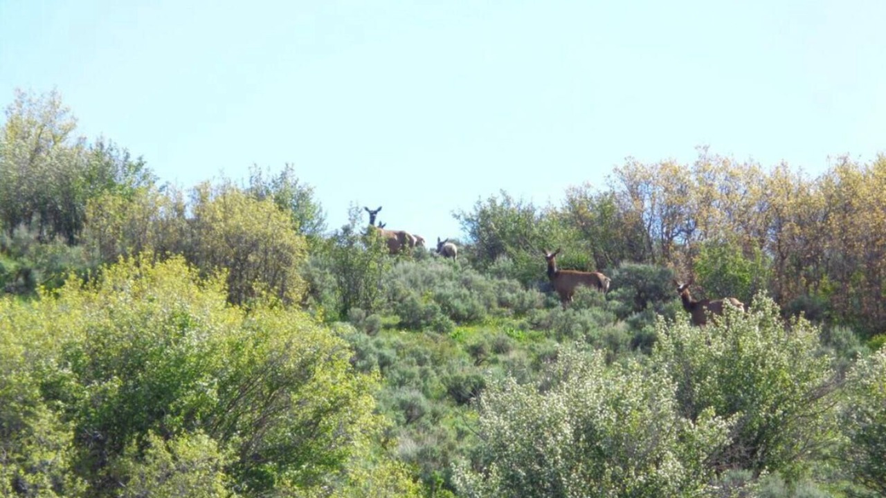 Photo of Others in Collbran