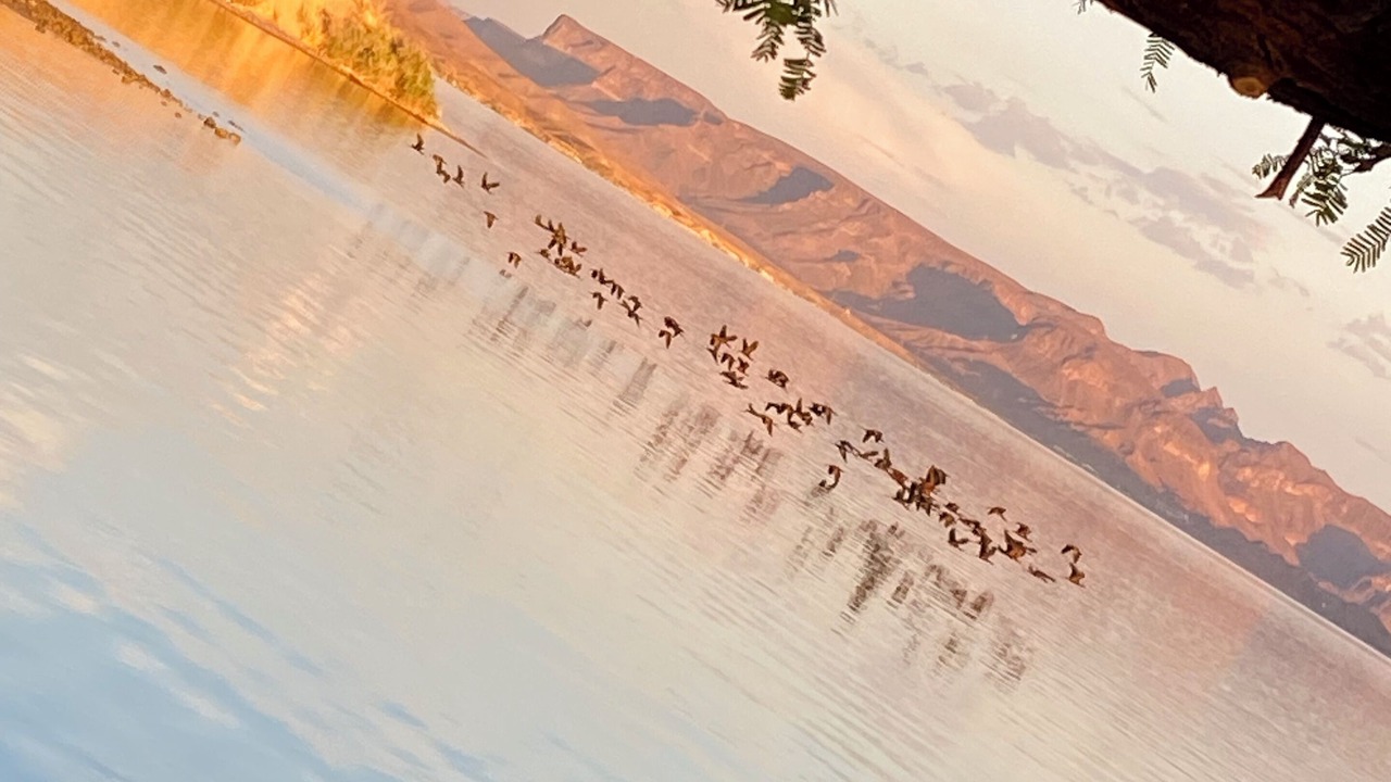 Photo of Others in Lake Havasu City