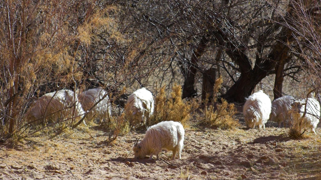 Photo of Outdoor in Chinle