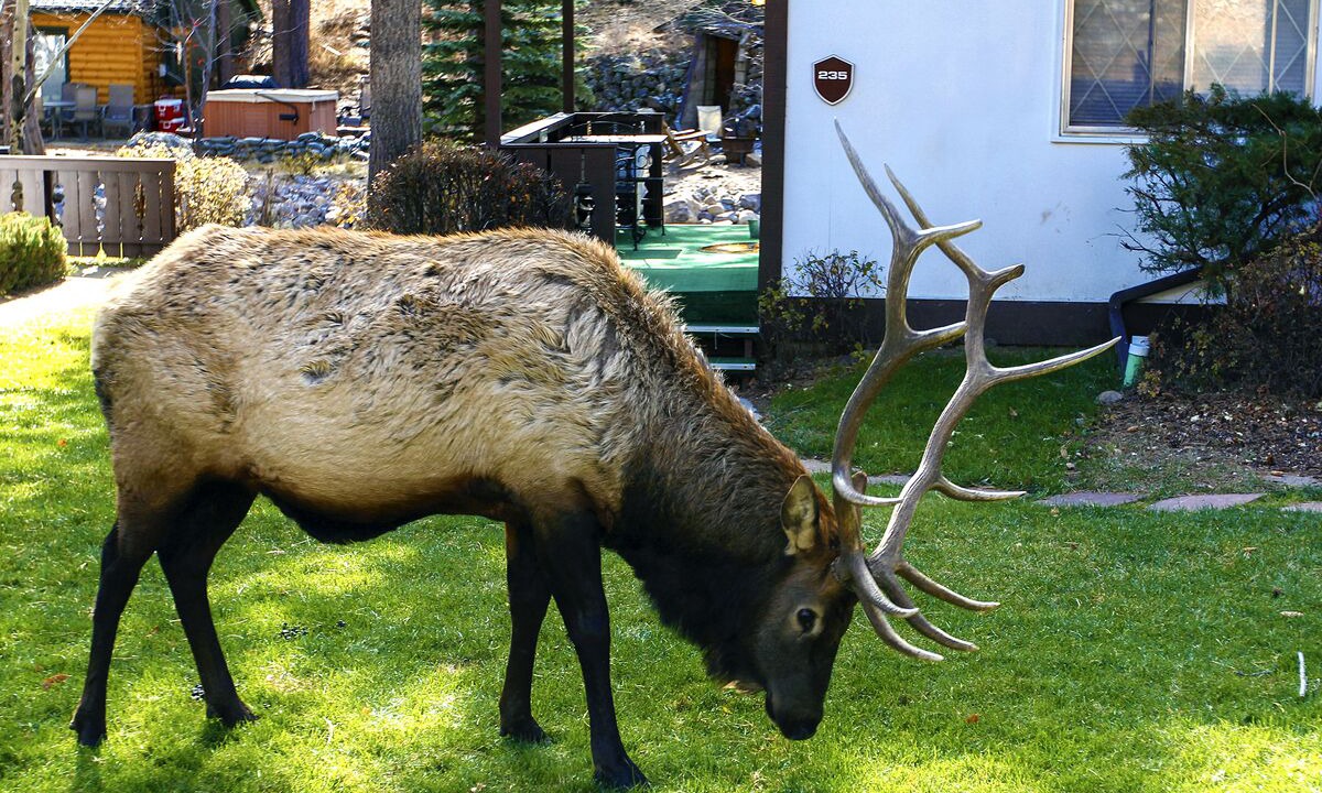 Photo of Others in Estes Park