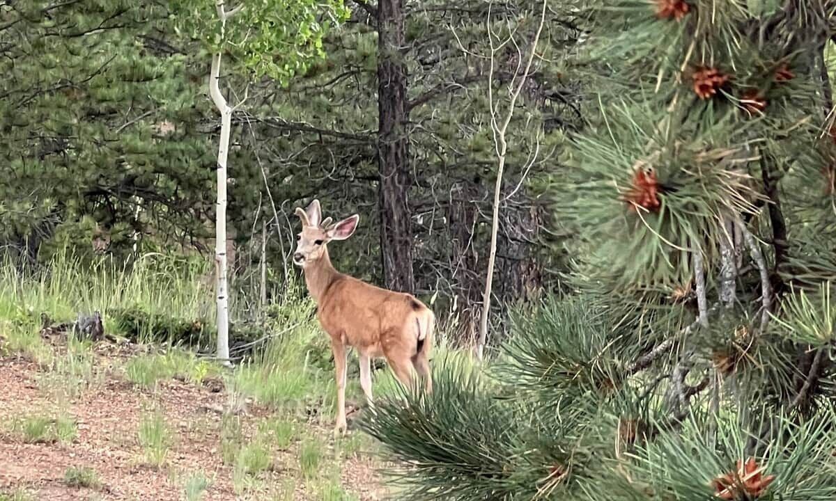 Photo of Others in Woodland Park