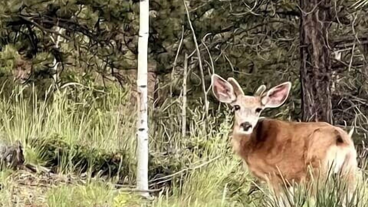 Photo of Others in Woodland Park