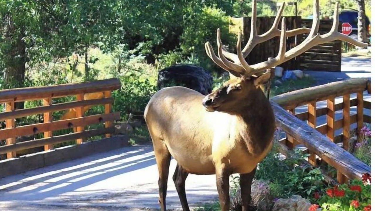 Photo of Outdoor in Estes Park