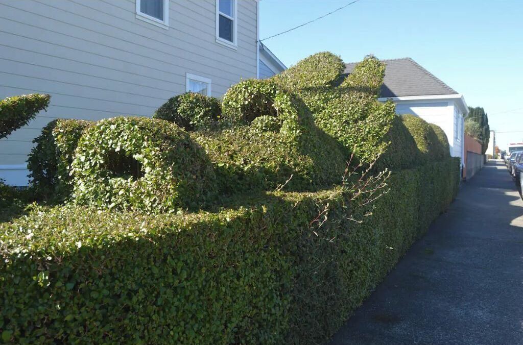 Photo of Outdoor in Arcata