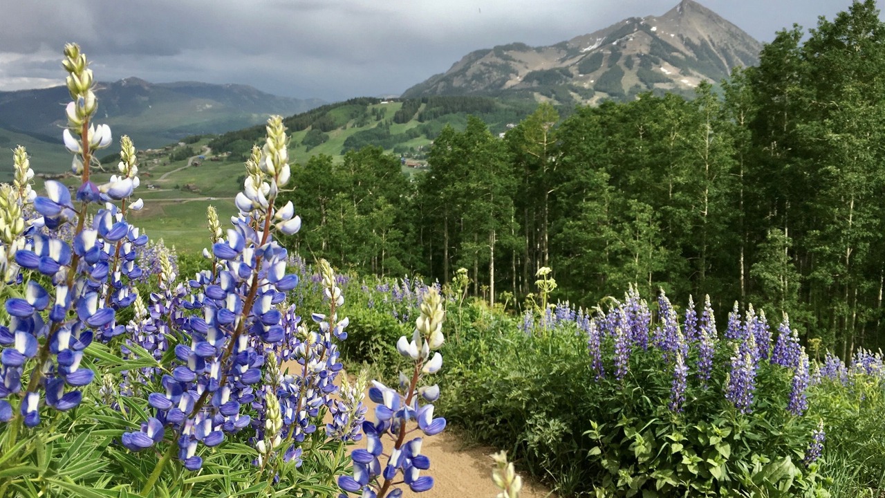 Photo of Others in Crested Butte South