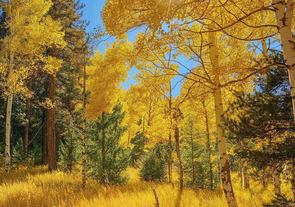 Photo of Others in Evergreen Meadows