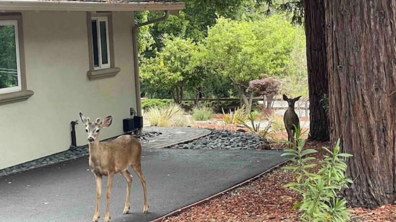 Photo of Outdoor in Saratoga