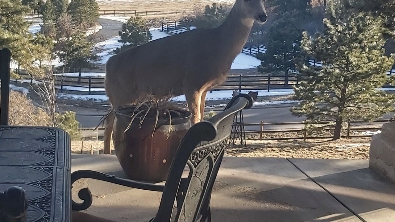 Photo of Others in Larkspur