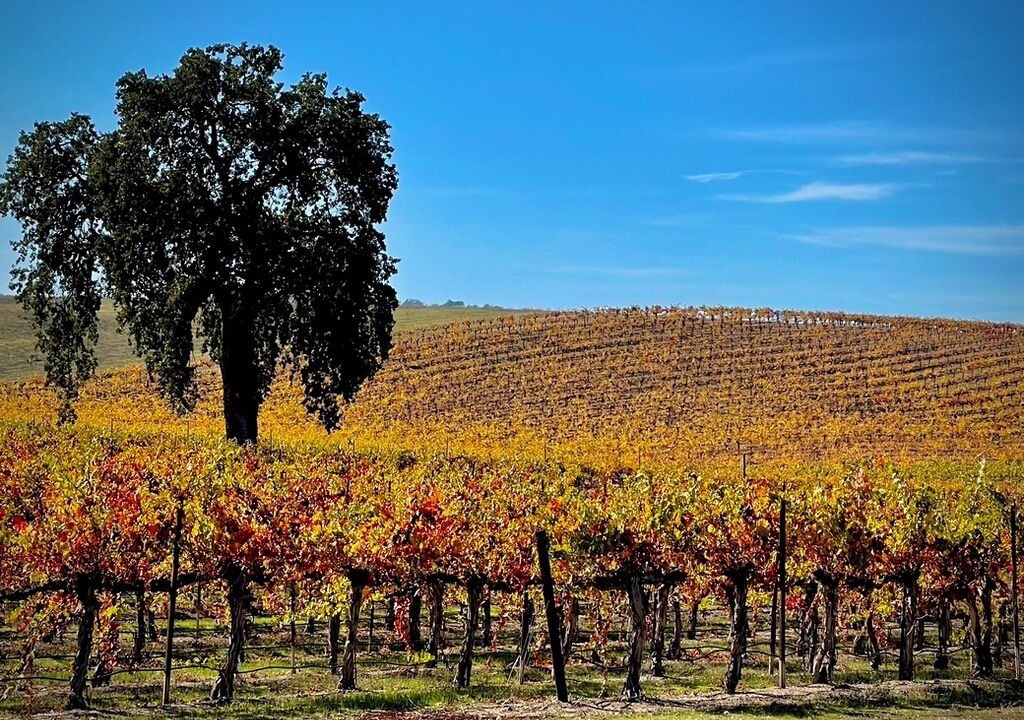 Photo of Others in Paso Robles
