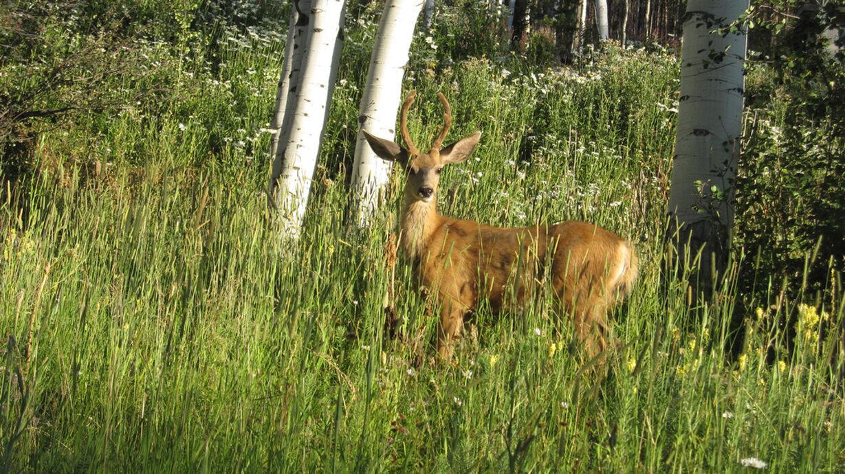 Photo of Others in Highland Meadows