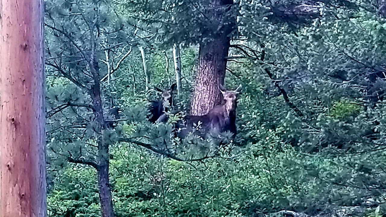 Photo of Others in Allenspark