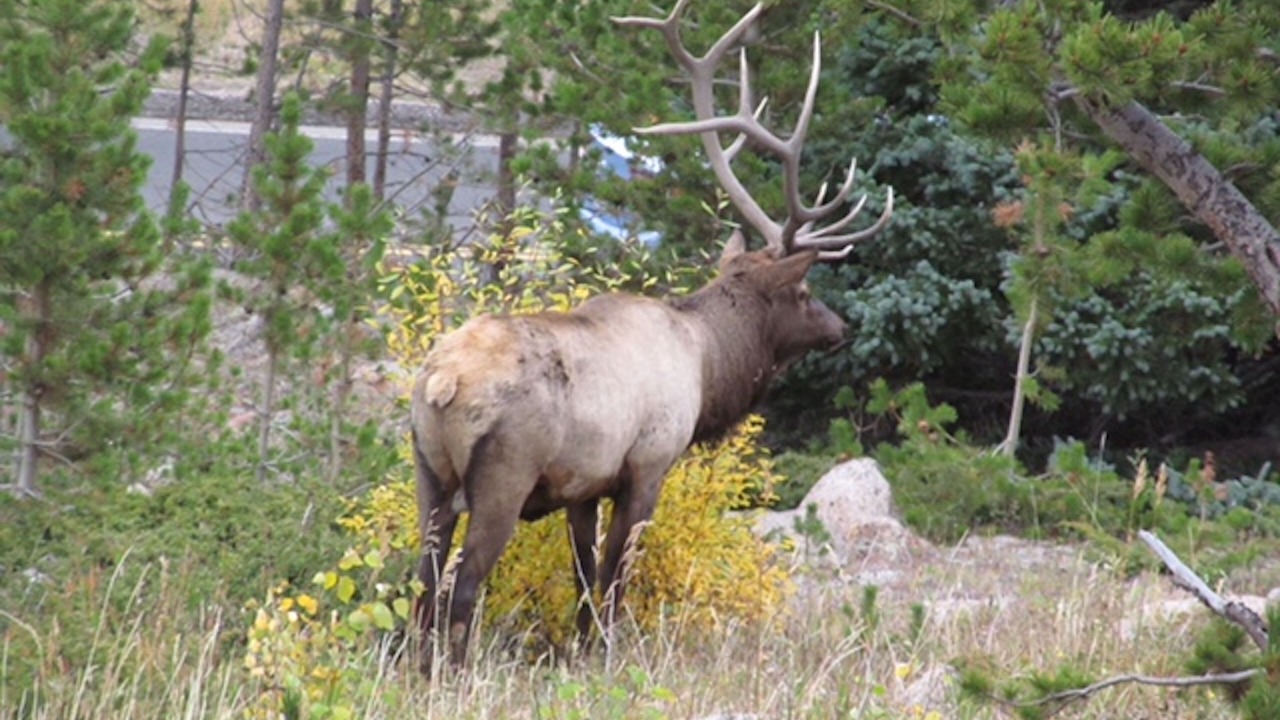 Photo of Others in Estes Park
