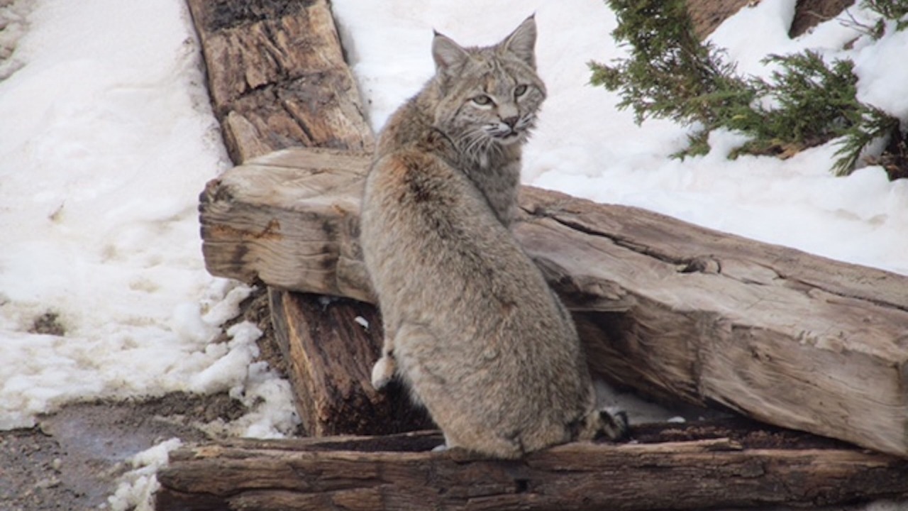 Photo of Others in Estes Park