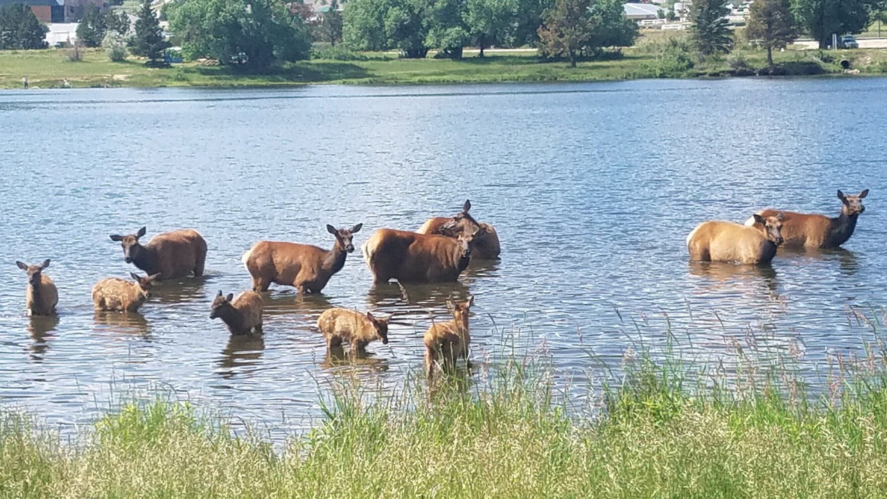 Photo of Outdoor in Estes Park