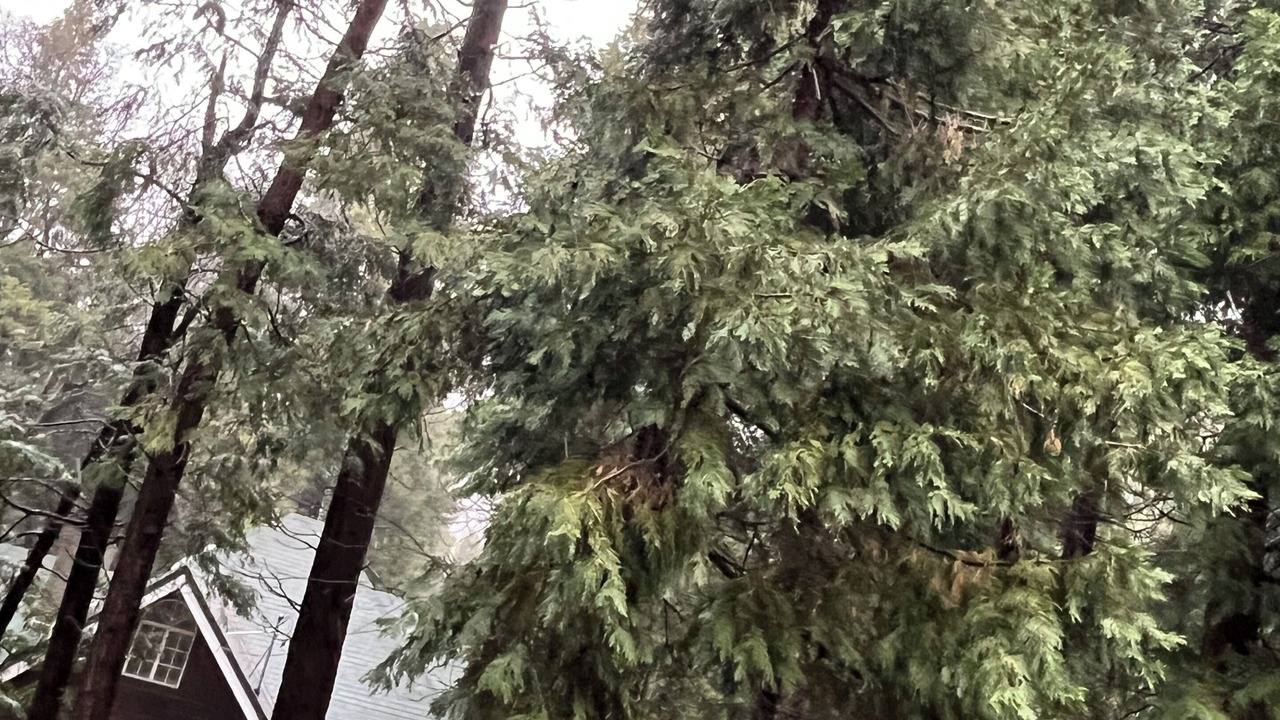 Photo of Others in Crestline