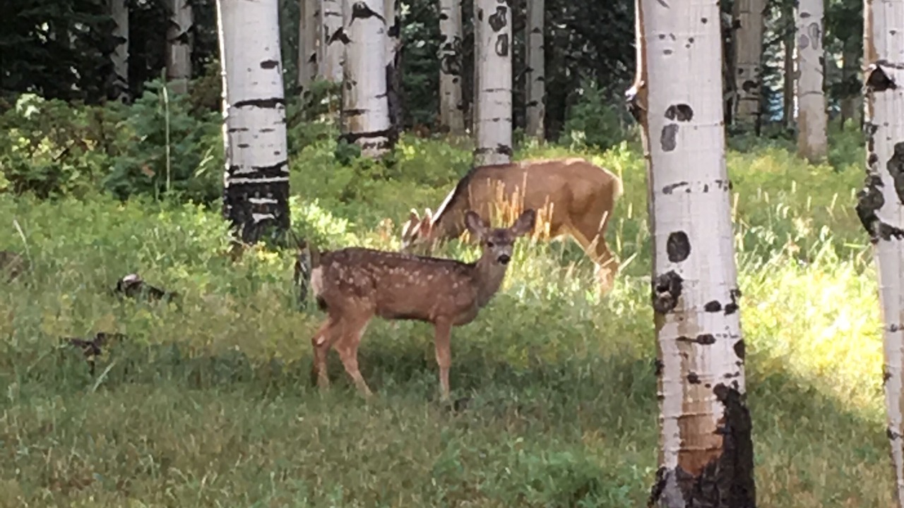 Photo of Outdoor in Cimarron