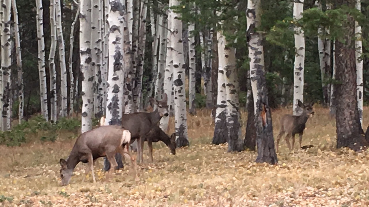 Photo of Outdoor in Cimarron
